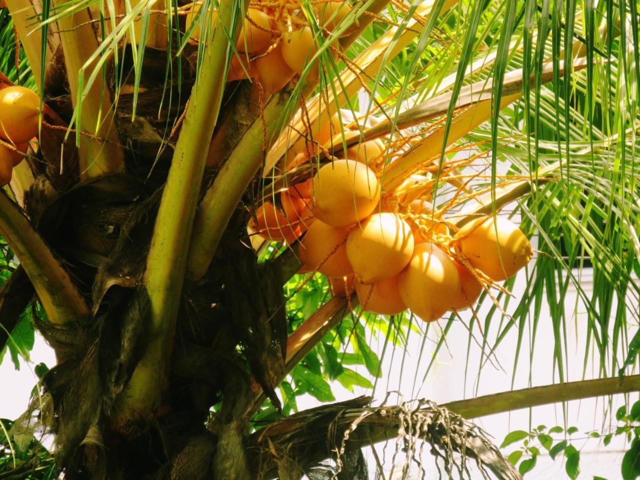 Hotel Sea Avenue - Eco Garden Tangalle Exteriér fotografie